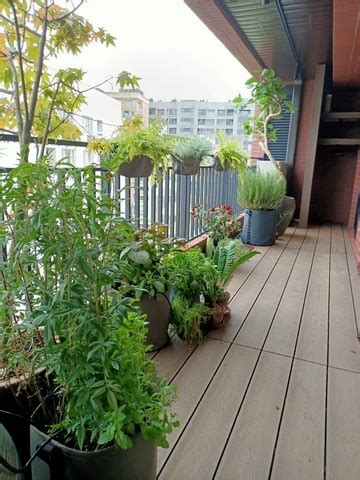 陽台樹|都市小農的花園景觀設計！10種陽台專屬香草與多肉植。